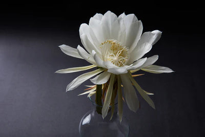Moonlight Flower Creme