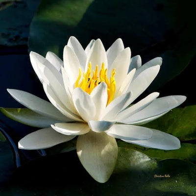 WaterLily Toner Essence